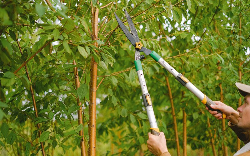 Tree trimming in Almena, WI
