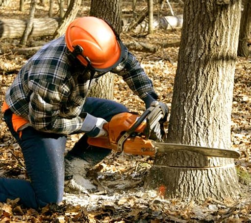 Tree Removal in Almena, WI